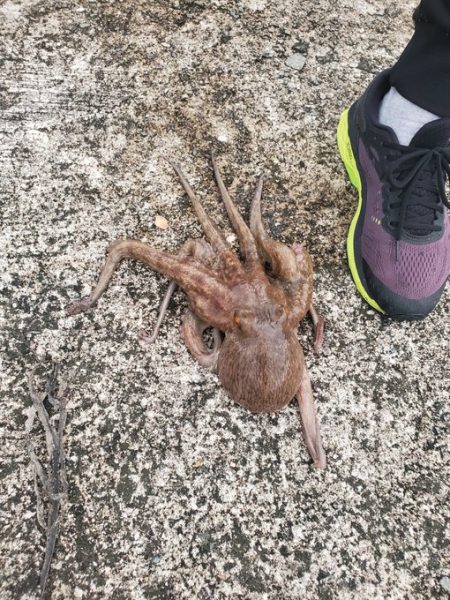 タコおったぞ！